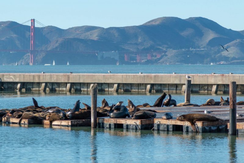 Sea lions at Pier 39