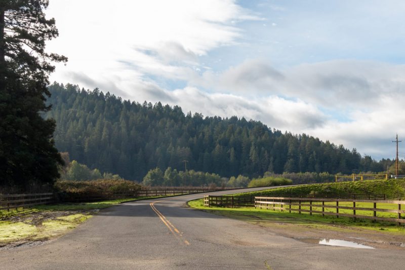 Looking back to the Redwood forests