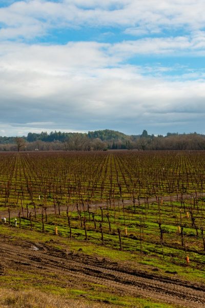 Vineyards in Russian River valley