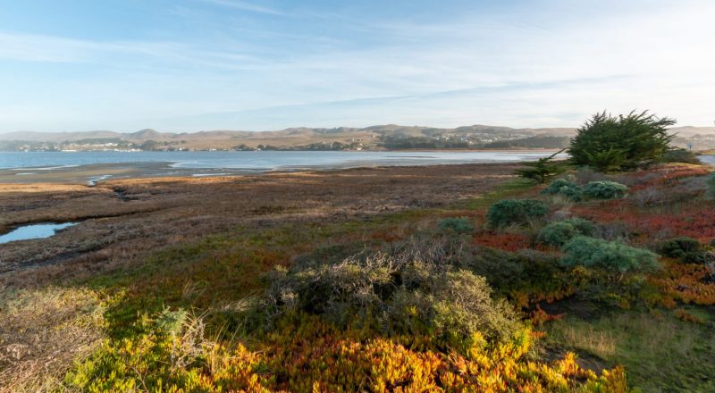 Bodega Bay