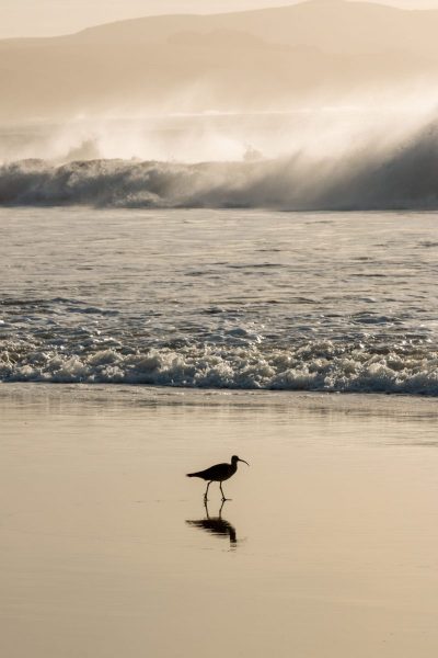 Bodega Bay